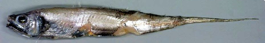 Lyconus brachycolus_09.jpg